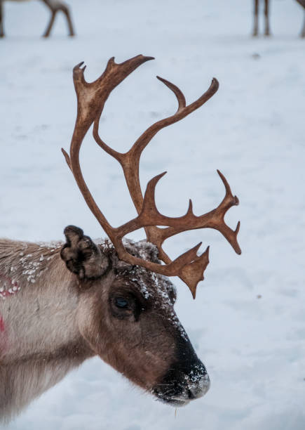 istock Male reindeer with imposing antler stage 1312009123