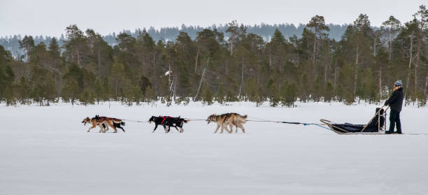 Nordic lifestyle Dog sled runs on the frozen surface of a lake near Inari. Unrecognizable person dogsledding stock pictures, royalty-free photos & images