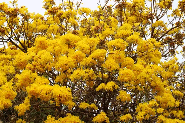 A beautiful close-up view of Tabebuia Aurea flowers.