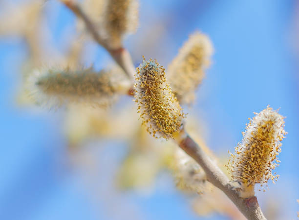 istock blossoming pussy-willow buds in the garden 1312009901