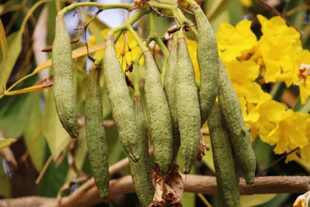 A beautiful close-up view of Tabebuia Aurea fruits.