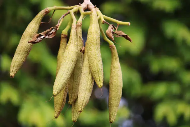 A beautiful close-up view of Tabebuia Aurea fruits.