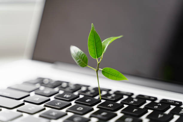 Laptop keyboard with plant growing on it. Green IT computing concept. Carbon efficient technology. Digital sustainability stock photo