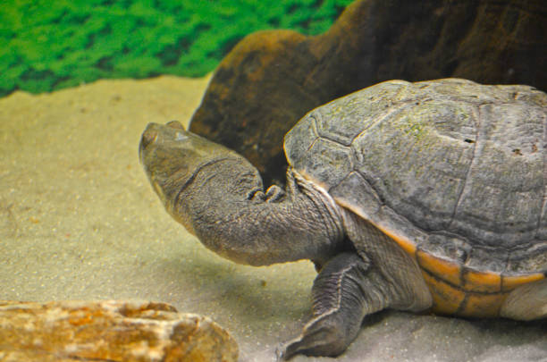 istock An exhibition of turtles. 1312010935