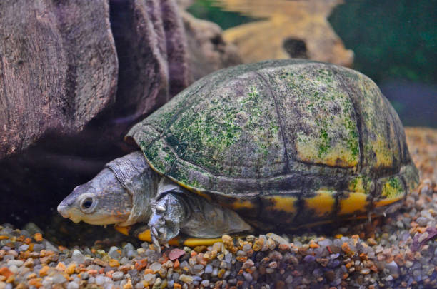 istock An exhibition of turtles. 1312010939