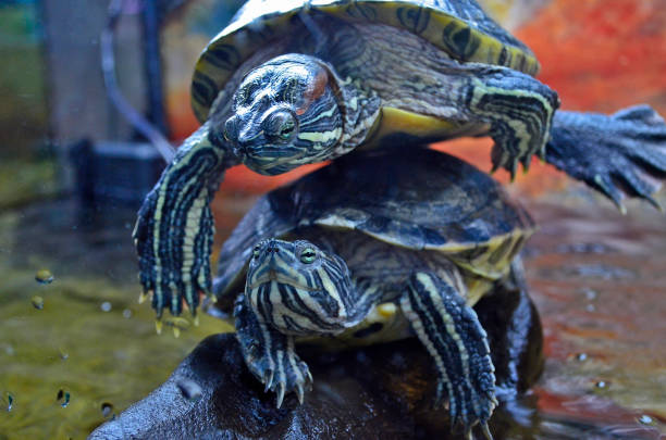 istock An exhibition of turtles. 1312010959