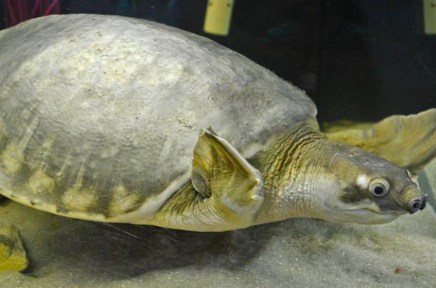 istock An exhibition of turtles. 1312010991
