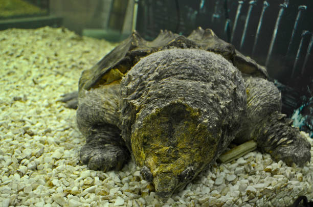 istock An exhibition of turtles. 1312011009