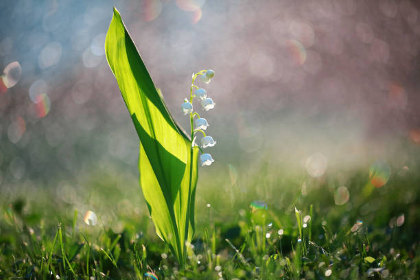 Mayan edily with rare background dilute from garden with flowers May lily of the valley with a rare blurring of the background from the garden with flowers lily of the valley stock pictures, royalty-free photos & images