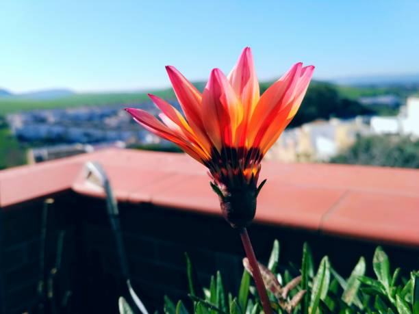 Beautiful Flower Spring Bello - Free photo on Pixabay