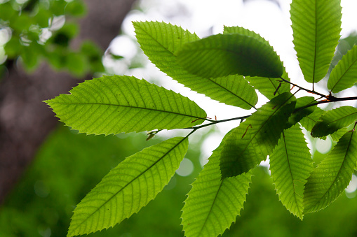 Horsechestnut tree leaves on a bright spring day