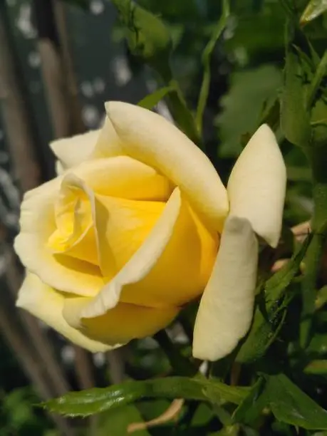 Yellow rose in nature