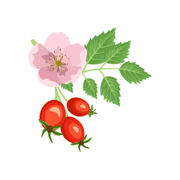 Rosehip branch with rose flower and berries. Source of vitamin C. Elements for summer and autumn design Rosehip branch with rose flower and berries. Source of vitamin C. Red fruits with green leaves. Elements for summer and autumn design. Vector flat illustration rosa canina stock illustrations