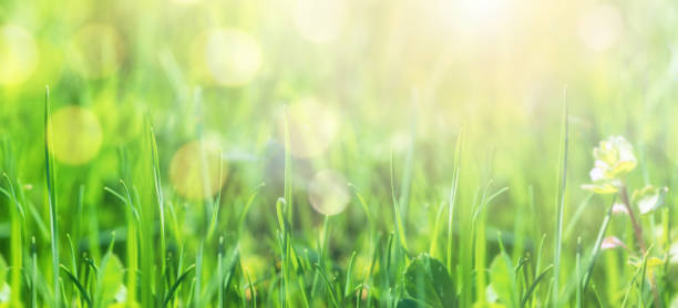 istock Abstract  blurred spring or summer background with green grass and defocused lights. 1312017172