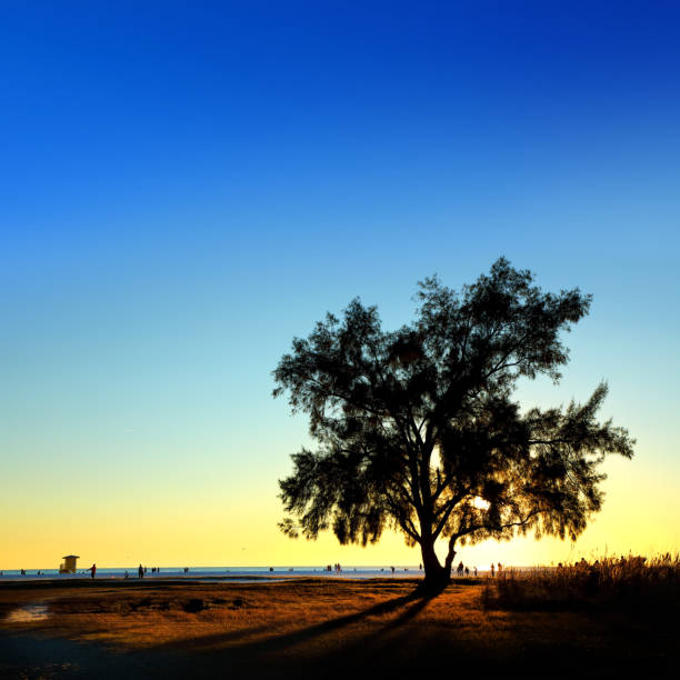 istock Silhouetted people and single tropical tree at beach during sunset 1312018616