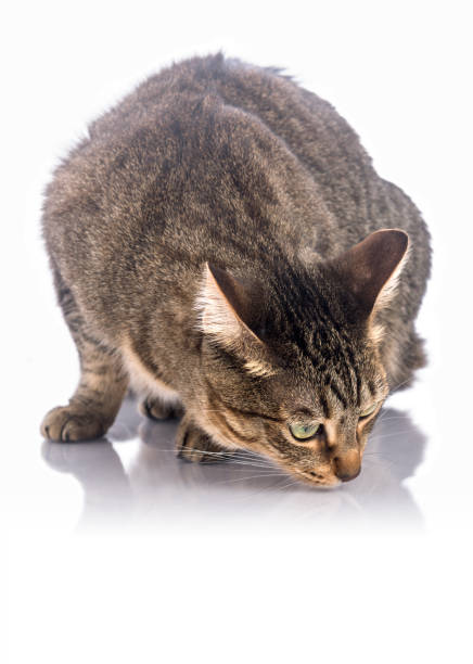 Cat World Nice tabby cat smelling and looking for food. cat sniff stock pictures, royalty-free photos & images