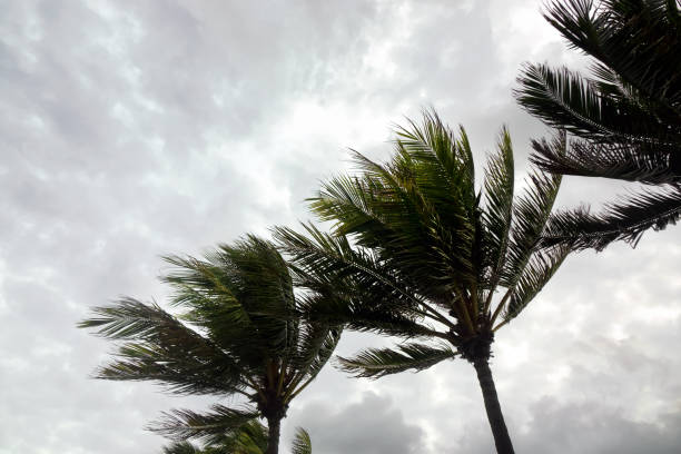 istock Tropical storm and palm trees leaf 1312021089