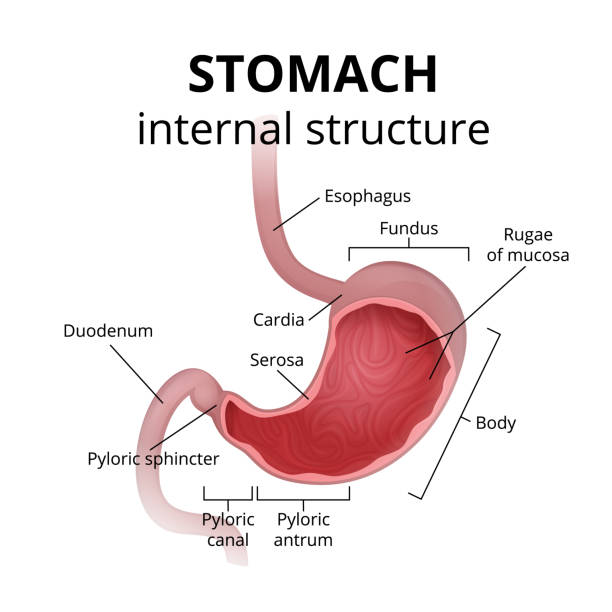 The anatomy of the human stomach medical poster with a detailed diagram of the structure from the inside of the stomach, digestive system sphincter stock illustrations