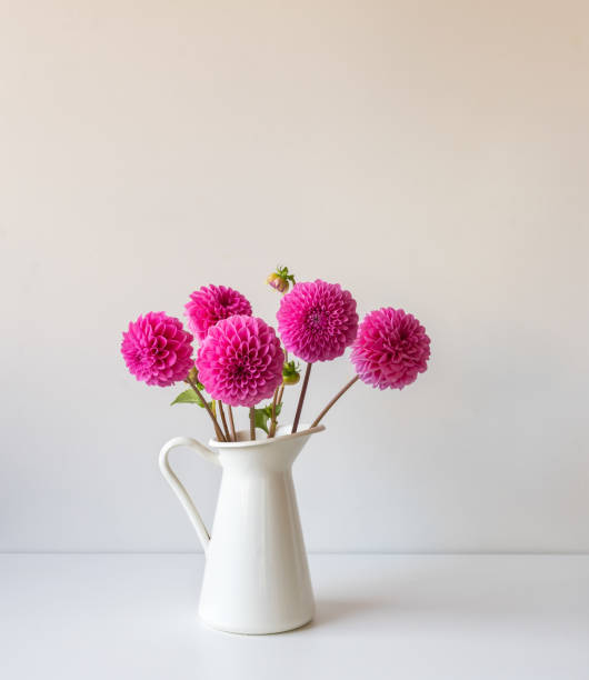 istock Bright pink dahlias in white jug on table against wall 1312026174