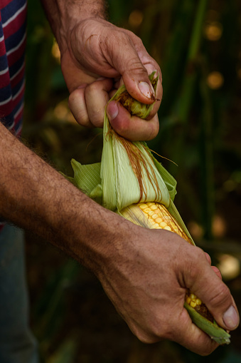 Black woman hands touching a corn plant leaf