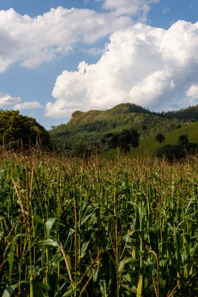 istock Field Vegetables / City - CornField 1312027049