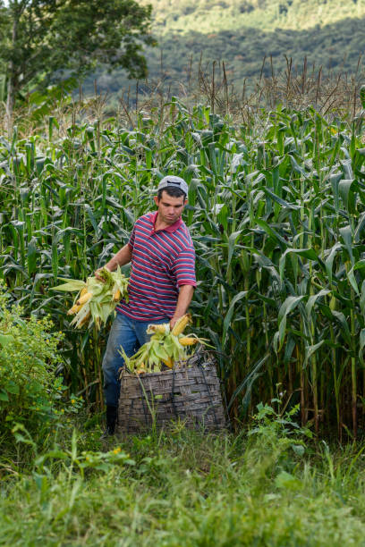 istock Field Vegetables / City - CornField 1312027425