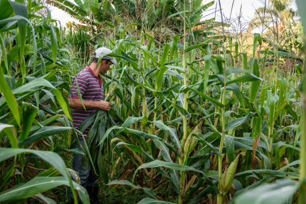 istock Field Vegetables / City - CornField 1312029599