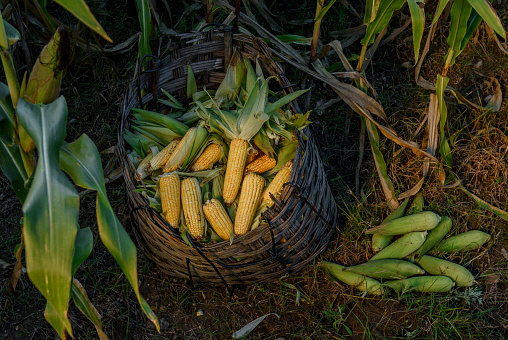 Organic corn production near large urban centers