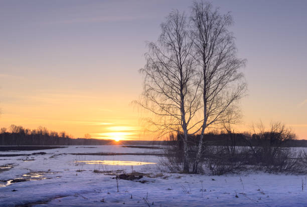 istock Morning in the spring field 1312030299