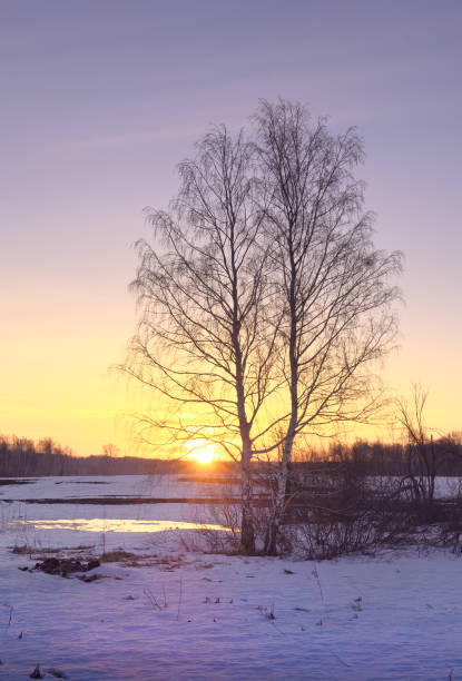 istock Morning in the spring field 1312030300