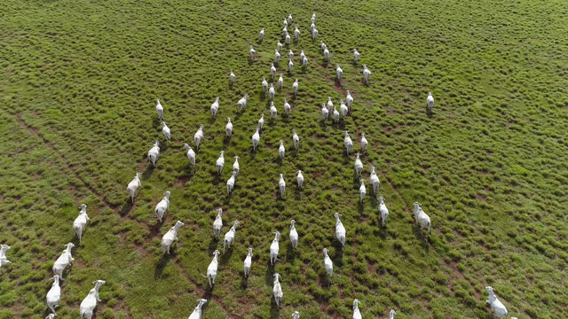 Aerial view of cattle grazing, Mato Grosso, Brazil