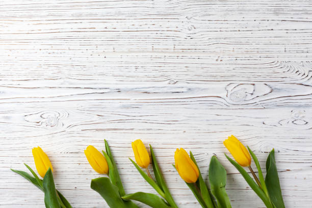 istock Five bright yellow tulips on a white wooden background 1312033817