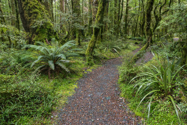 trilha de caminhada que leva através da floresta tropical da nova zelândia com samambaias e árvores cobertas de musgo - bush track - fotografias e filmes do acervo