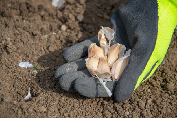Female hand in garden glove holding bunch of garlic cloves. Planting garlic in the garden. stock photo