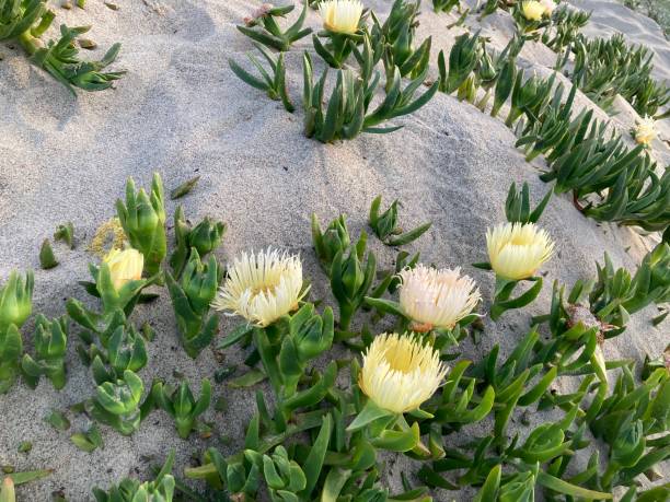 Yellow flowers bloom on the sand dune