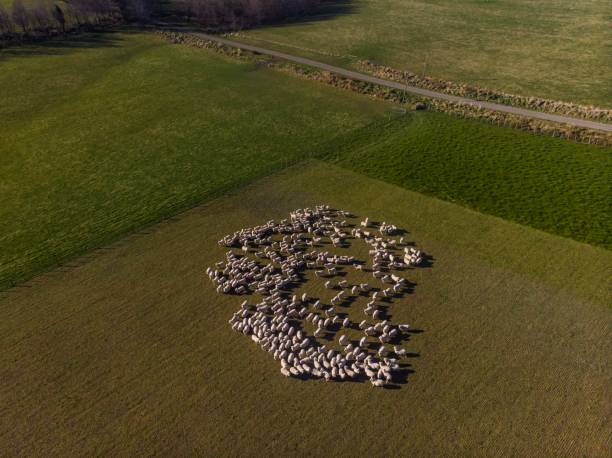 vista aérea de um rebanho de ovelhas na fazenda - lamb merino sheep sheep horizontal - fotografias e filmes do acervo