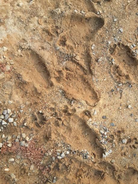 istock dry footprint on the ground 1312039789