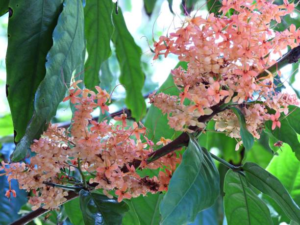 istock Golden Ashoka Tree (Saraca indica cv. Bijuga) state flower of India 1312039875