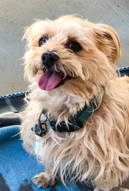 istock Yoshi the Morkie 1312040728