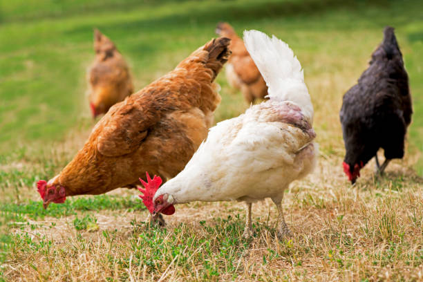istock Rooster and chickens grazing on the grass 1312042534