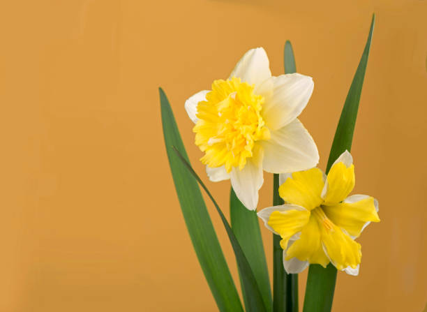 istock the beautiful yellow daffodils on yellow background 1312042581