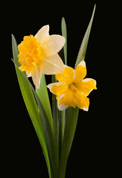 istock flowers of daffodils on a black background 1312042582