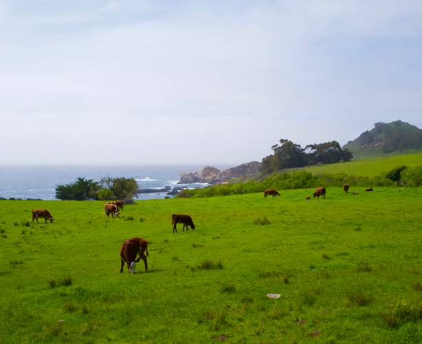 istock Cattle Grazing Along the Coastline in Big Sur, California 1312043379