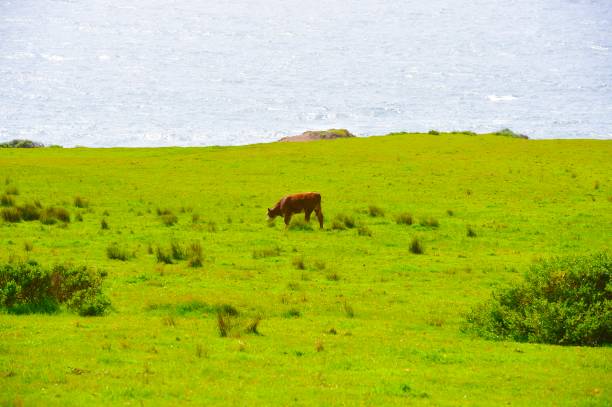 Cattle grazing in a meadow in Big Sur