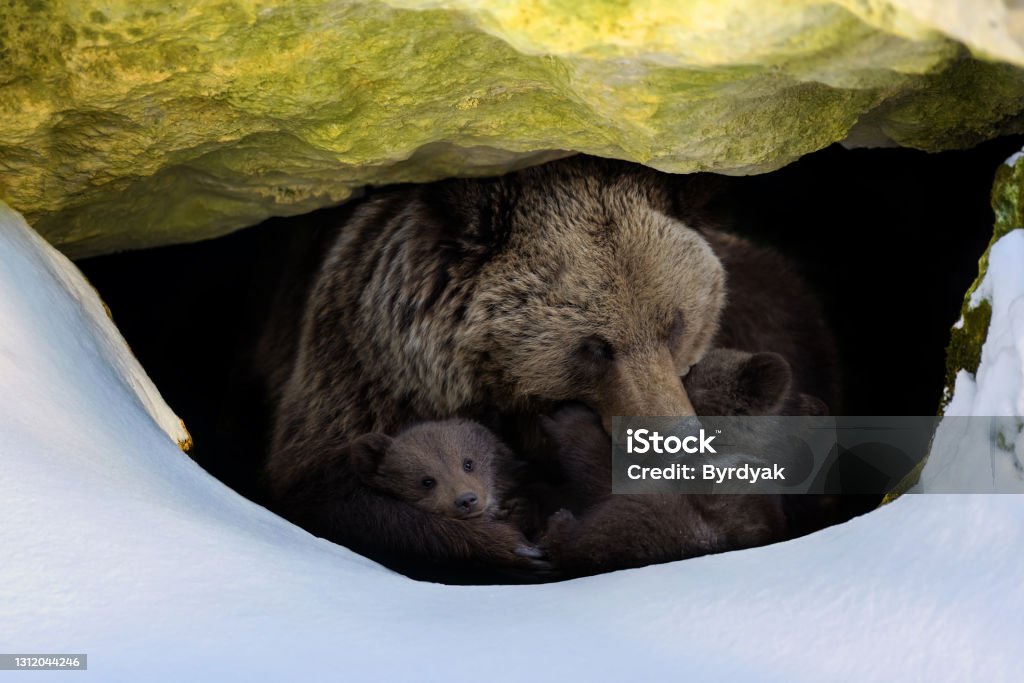 Brown bear with two cubs looks out of its den in the woods under a large rock in winter Brown bear (Ursus arctos) with two cubs looks out of its den in the woods under a large rock in winter Bear Stock Photo