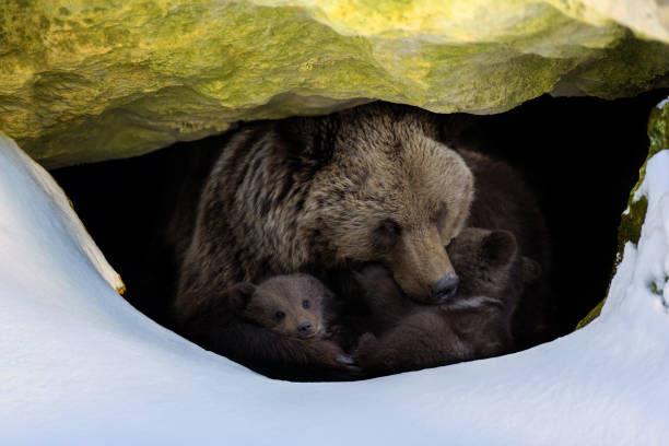 Brown bear with two cubs looks out of its den in the woods under a large rock in winter stock photo