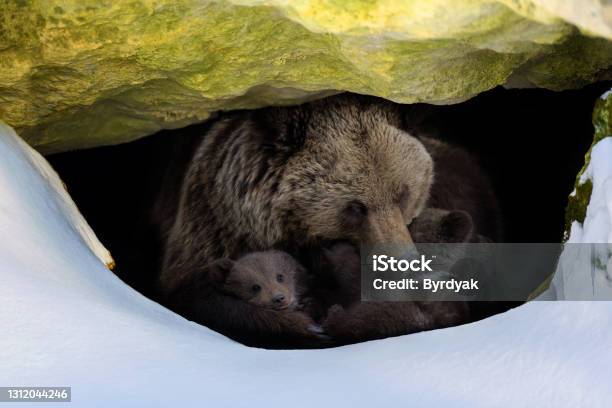 Brown Bear With Two Cubs Looks Out Of Its Den In The Woods Under A Large Rock In Winter Stock Photo - Download Image Now