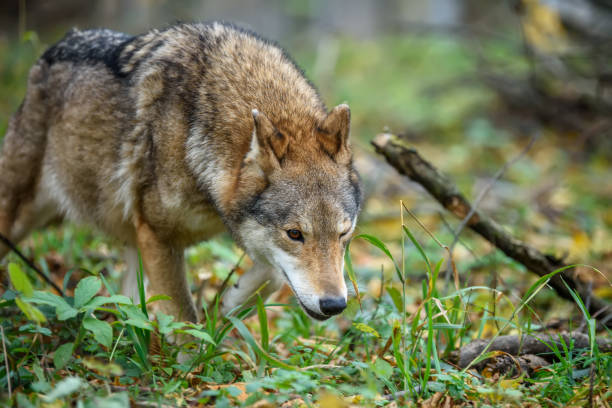 istock Close up wolf in autumn forest background 1312044253