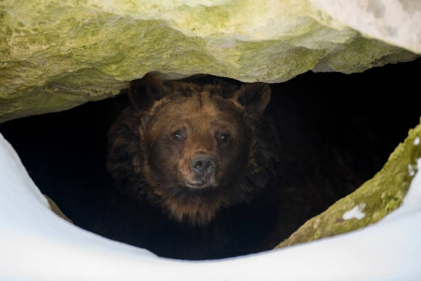 коричневый медведь смотрит из своего логова в лесу под большой скалой зимой - cave bear стоковые фото и изображени�я