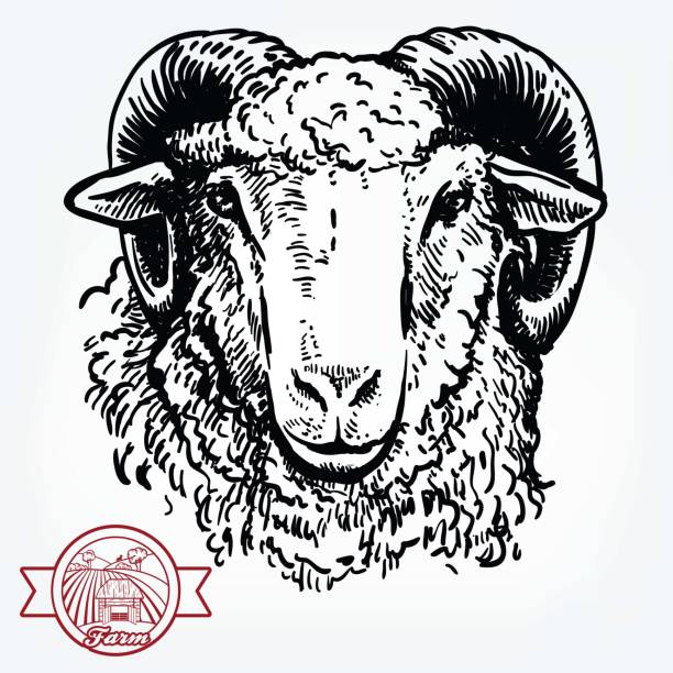 Breeding cattle. head of a sheep. vector sketch on white background Breeding cattle. head of a sheep. vector sketch on white background. ram stock illustrations